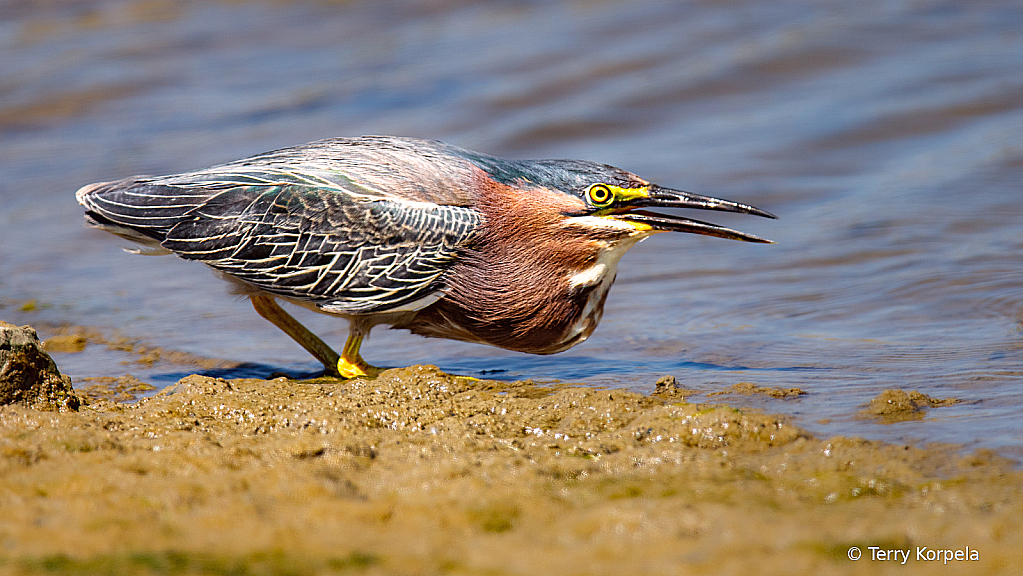 Green Heron