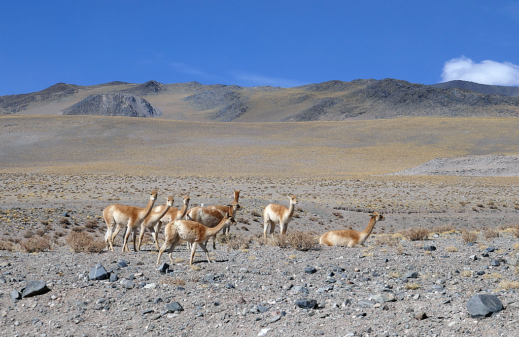 Vicuñas herd