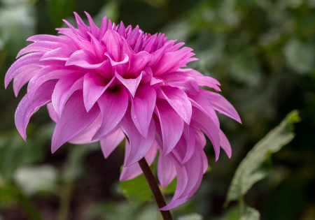 Dahlia 