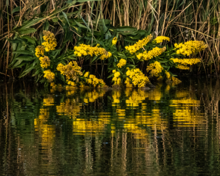 Golden Reflection