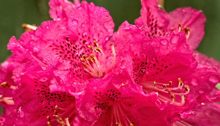 Raindrops on Rhododendron