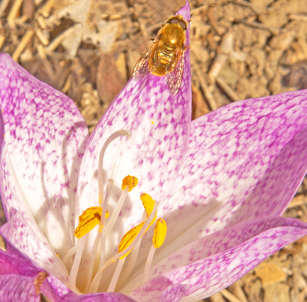 Crocus and Fly.