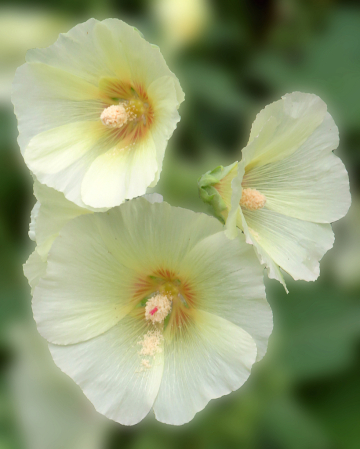 More Hollyhocks