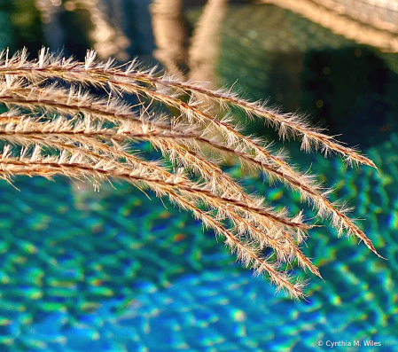 Grass Seeds 