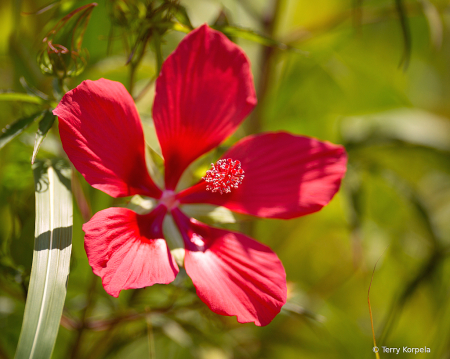 Hibiscus