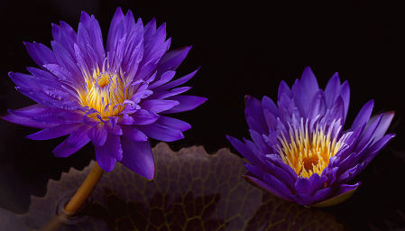 Two Purple Waterlilies