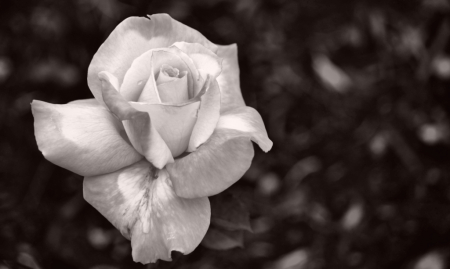 rose, in b&w