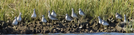 Sandpipers On Shore