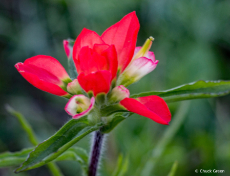 Indian Paintbrush