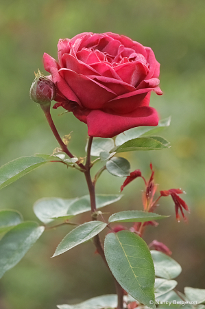 The Rose with Morning Dew