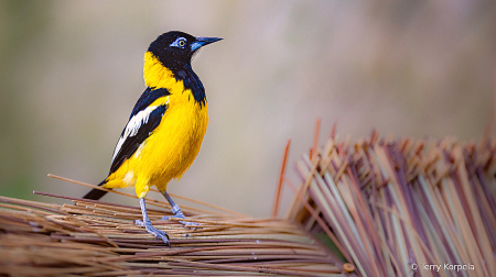 Venezuelan Troupial