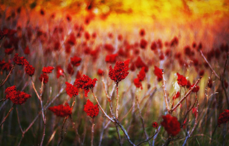 Sumac Sunset