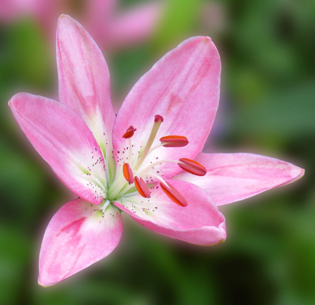 Pink Lily