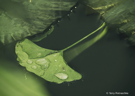 Floating Gingko Leaf