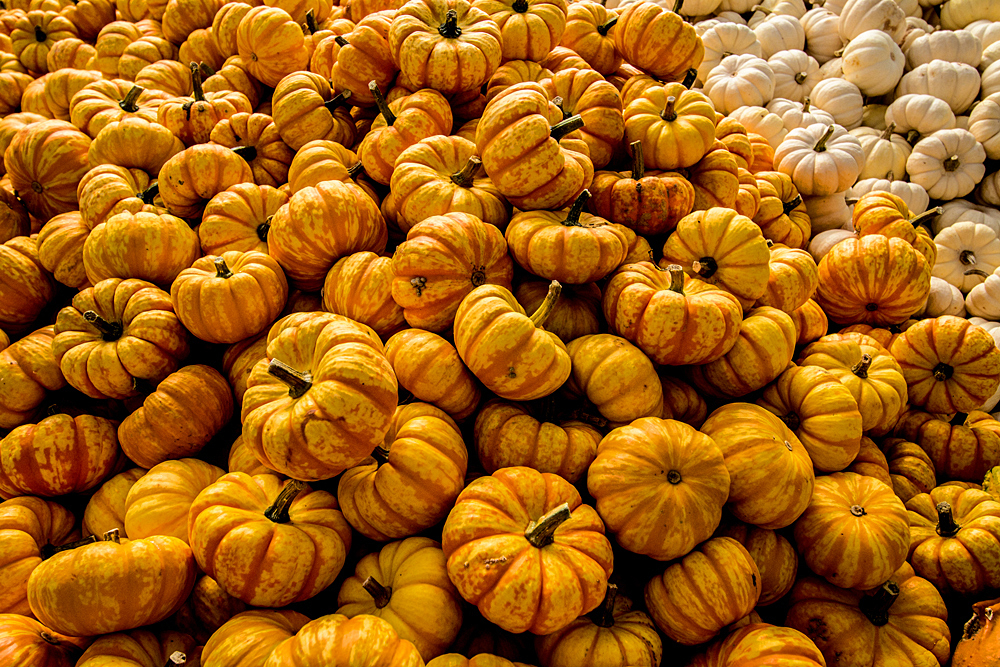 Pumpkin Pile (2)