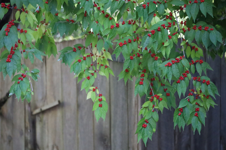 Cardinal Autumn Olive Berries