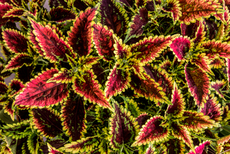 Coleus