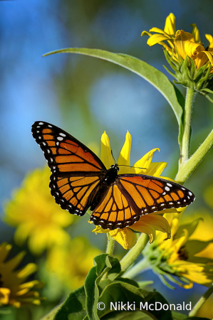 Royal Entry - Viceroy Butterfly