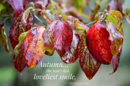 Autumn’s Smile