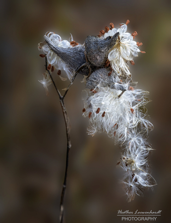 Milkweed Bounty