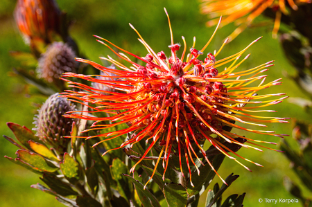 Santa Cruz Botanical Garden