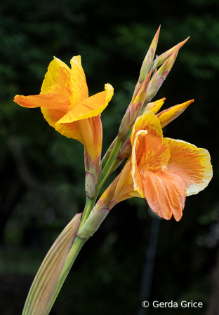 Canna Lilies