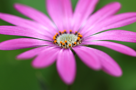 African Daisy