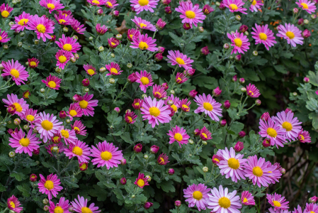 Mums in Magenta 