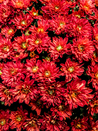 Mums in Red 