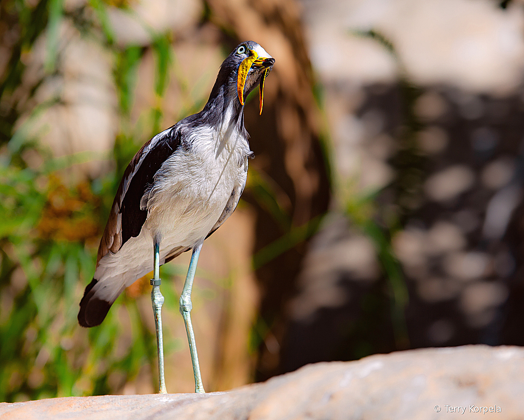 White-headed Lapwing