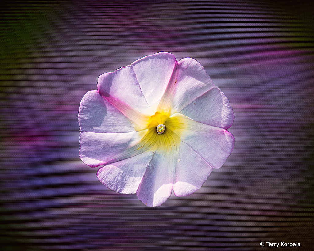 Berkeley Botanical Garden Abstract