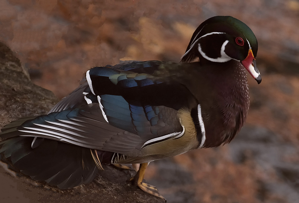 Beautiful Woodduck