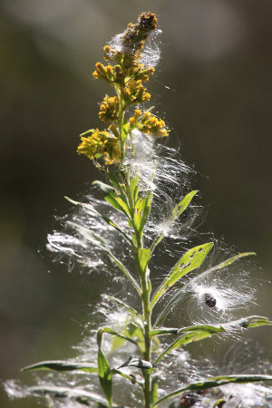 Goldenrod and Milk Weed