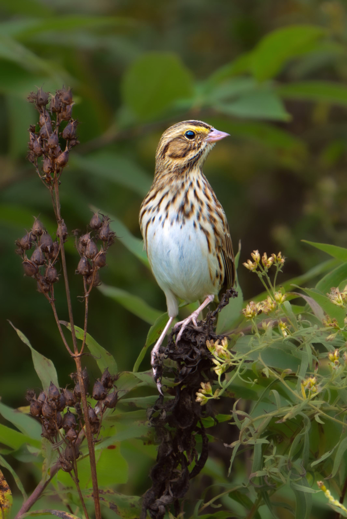 The Savannah Sparrow