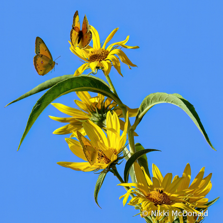 Maximillian Sunflowers and Yellow Sulphurs