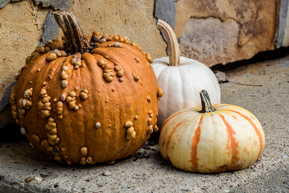 Pumpkin Trio 