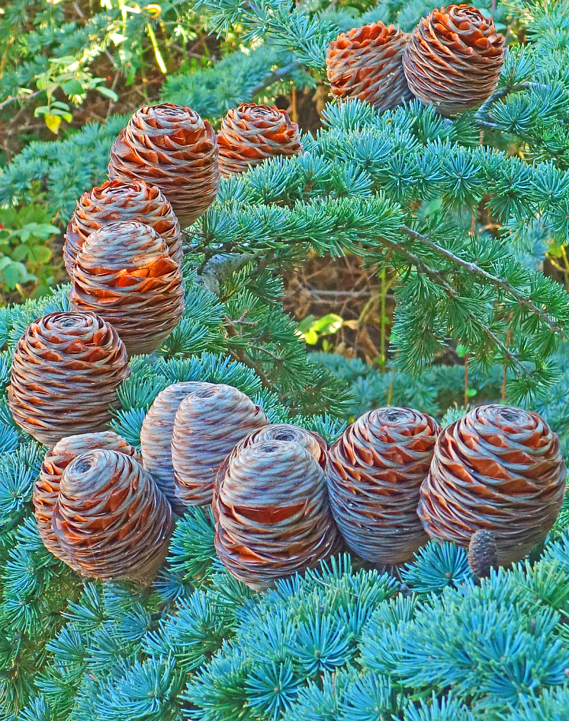 Necklace of Cones.