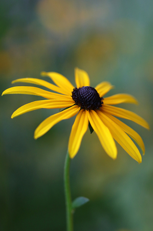 Black Eyed Susan