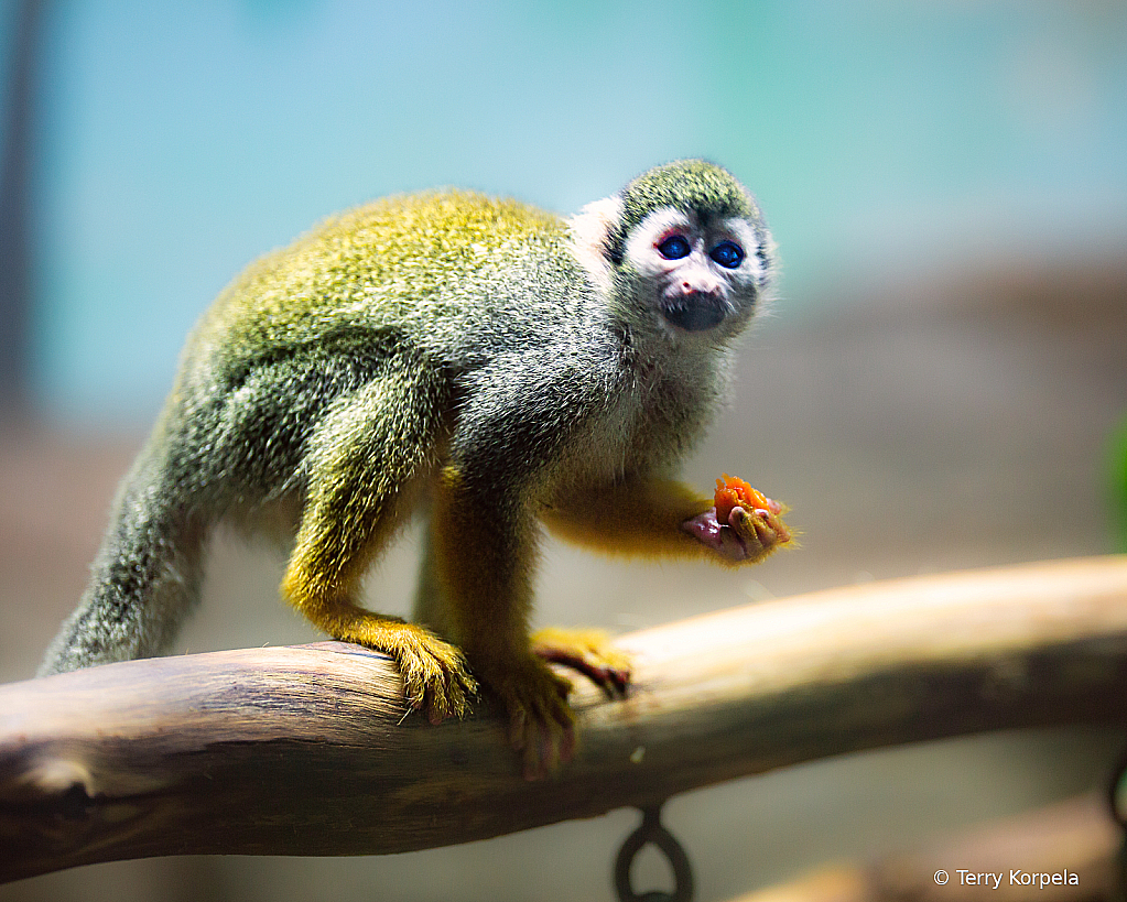 Common Squirrel Monkey