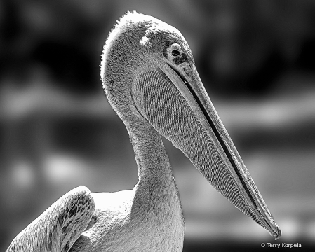 Pink-backed Pelican B&W