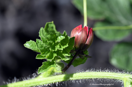 Entwined With Watermelon Vine