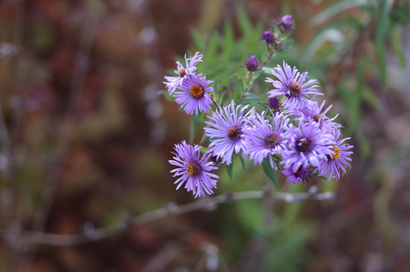 Violet Buttons