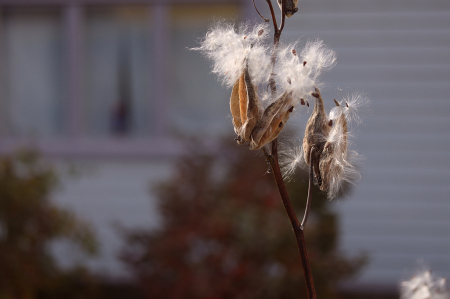 Exploding Pods