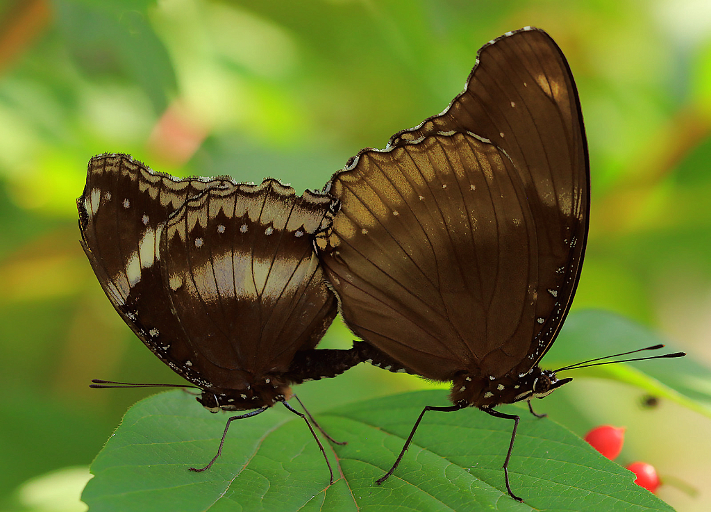 Butterfly Love