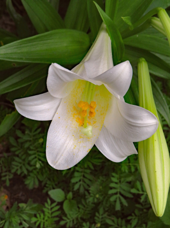 Blooming In East Park