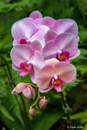 Pink Orchid