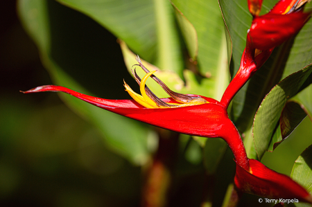 State Botanical Garden of Georgia