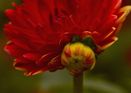 Dahlia and Bud