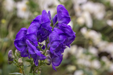 Monkshood 