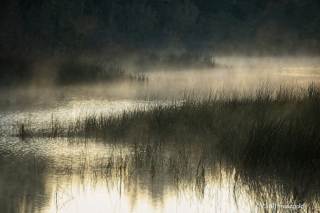 Morning mist , Lake Rotoma